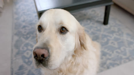 Retrato-De-Perro-Golden-Retriever-Sentado-En-Casa,-Cámara-Lenta