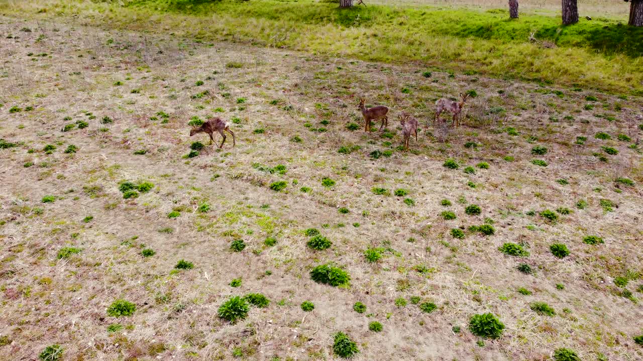 Roe Deer, Capreolus capreolus, United Kingdom; an aerial shot towards an herd of deer grazing on a grassland