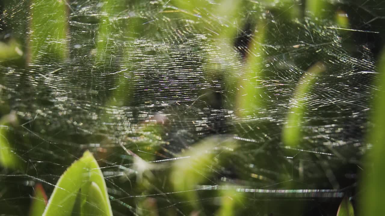 macro de telaraña ancha encima de las plantas verdes