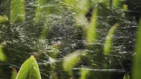 macro of wide spiderweb on top of the green plants