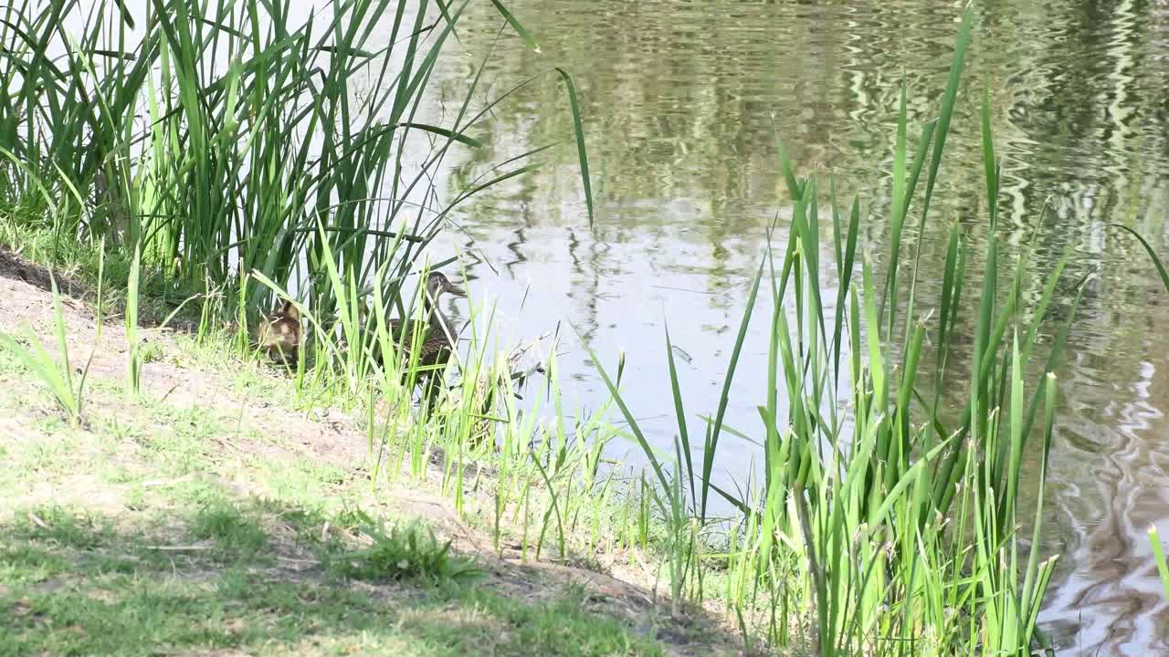 아침에 멕시코 시티 소치밀코에 있는 호수에 아기 오리가 있는 성인 오리