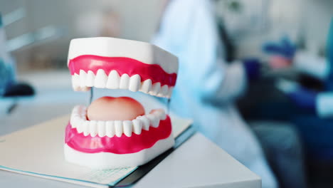 dental teeth model
