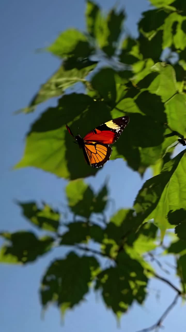 Close-up video of a butterfly on a leaf, captured from a low angle