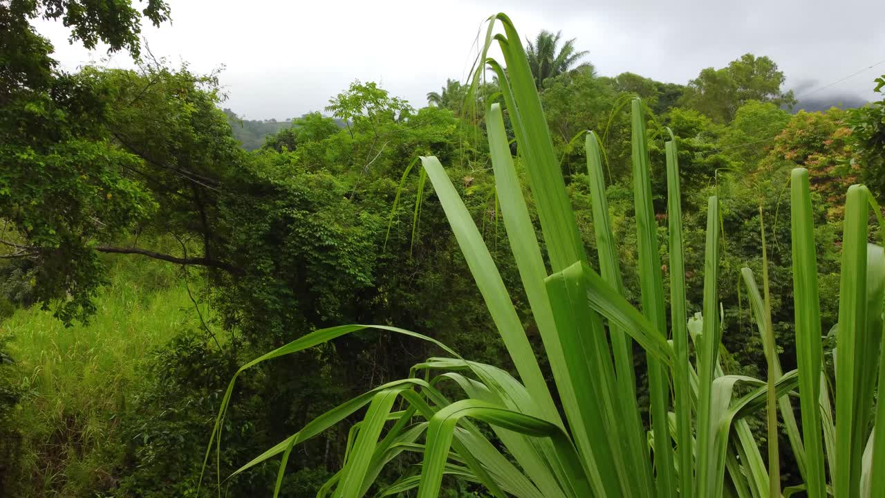 árboles verdes en la selva en santa marta, colombia