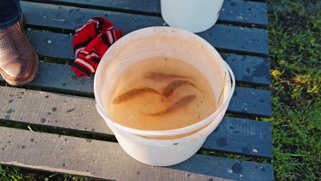 freshly caught crucians circle in white bucket – slow motion sunset moment