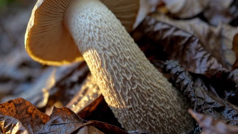 close-up of a textured mushroom stem among dried leaves