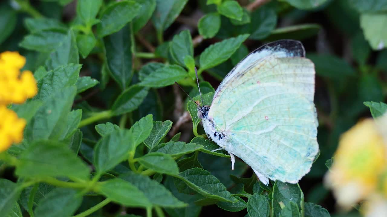 mariposa descansando en hojas verdes cerca de las flores