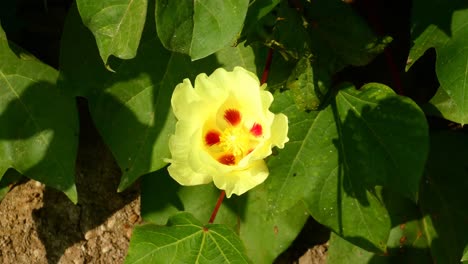 una flor de gosipio de la familia de las malvas, malváceas, con hojas amarillas y manchas rojas en el interior