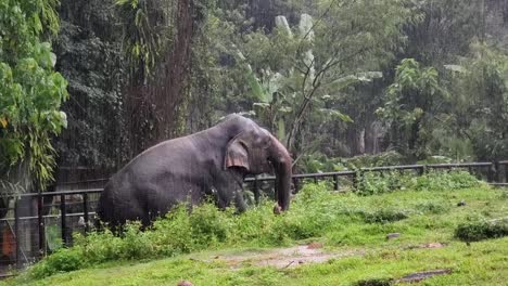 elephant in the rain