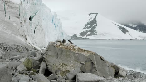 penguin defends nest against on a rock along a dramatic glaciated antarctic coastline