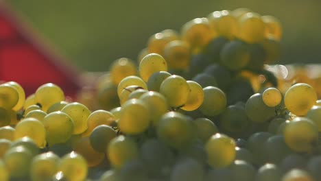 slow motion shot of bunch of grapes falling on pile of grapes