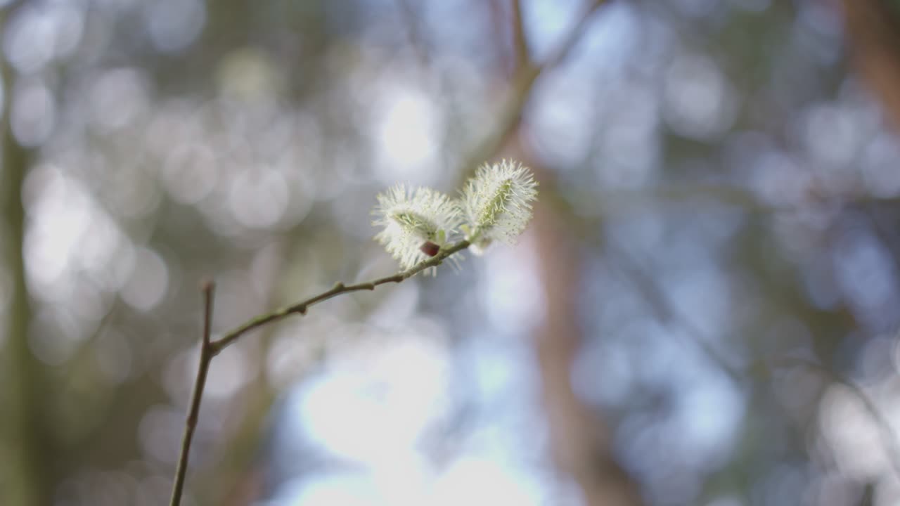 árbol en flor en primavera