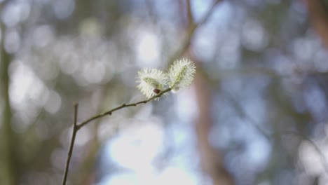 árbol-En-Flor-En-Primavera