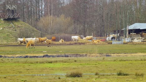 the herd of charolais cattle, cows eating, countryside outdoor view on a sunny spring day, distant medium shot