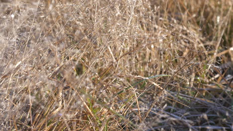 Beautiful-golden-wilderness-grass,-smooth-motion-4k