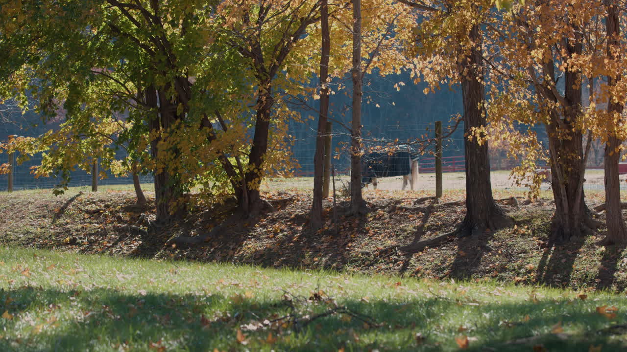 가을 에 길 을 따라 농장 에 있는 말