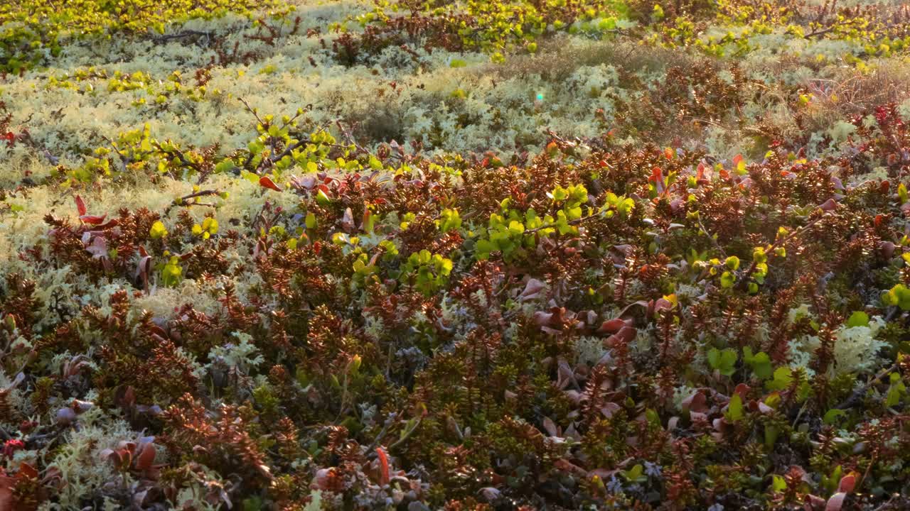арктическая тундра лишайник мох крупный план. найден в основном в районах арктической тундры, альпийской тундры, он чрезвычайно холодостойкий. cladonia rangiferina, также известный как олень кубок лишайник.