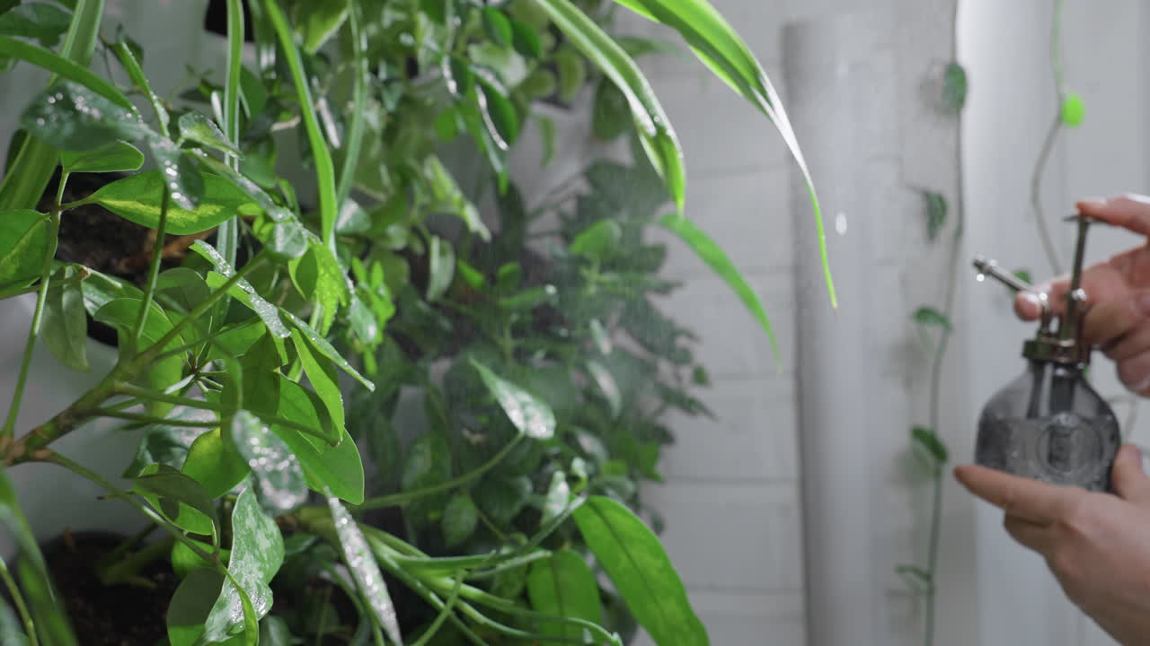 Close up hands pressing thumb on pump mister releasing gentle water mist over lush green foliage in bright indoor garden environment highlighting plant care and leaf hydration with soft ambiance