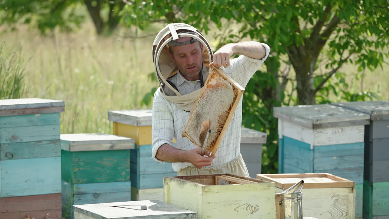 Male apiarist took a frame full of ripe honey out of hive. Man twists the frame in his hands and takes it to another box.