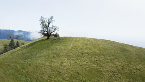 big sur plaskett ridge aerial over green pastures and solitary oak