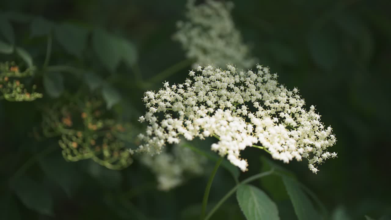 flor de saúco en flor