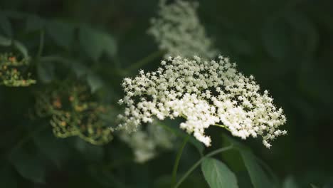 Holunderblüte-In-Blüte