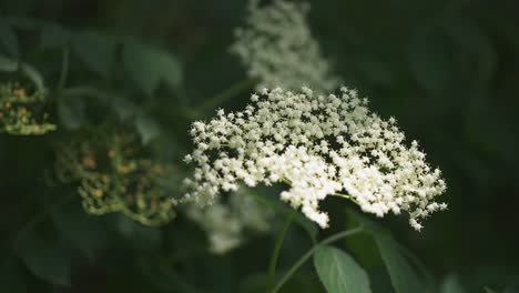 flor de saúco en flor