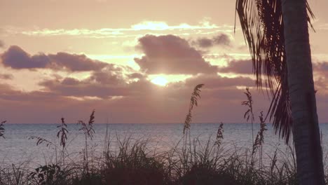 Entspannender-Schöner-Strandsonnenaufgang-Mit-Palme-Und-Seehafer-Im-Vordergrund