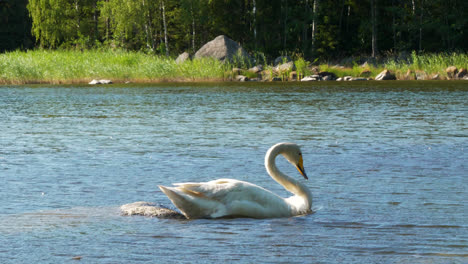 Nahporträt-Eines-Schönen-Weißen-Schwans,-Der-Vom-Felsen-Ins-Wasser-Taucht