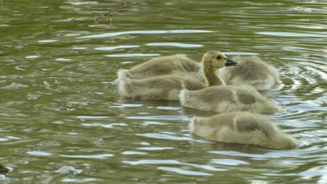 Kanadagänse-Welpen-Im-Teich-Auf-Der-Suche-Nach-Nahrung