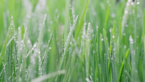 green grass close-up super macro shooting.