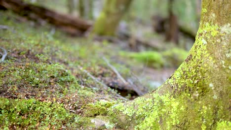 Close-up camera pan of mossy tree trunk and forest floor in soft natural daylight