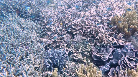 Swimming-underwater-with-large-shoals-of-grey,-blue-and-yellow-tropical-damsel-fish-swimming-on-beautiful-coral-reef-in-the-biodiverse-coral-triangle-of-Timor-Leste,-South-East-Asia