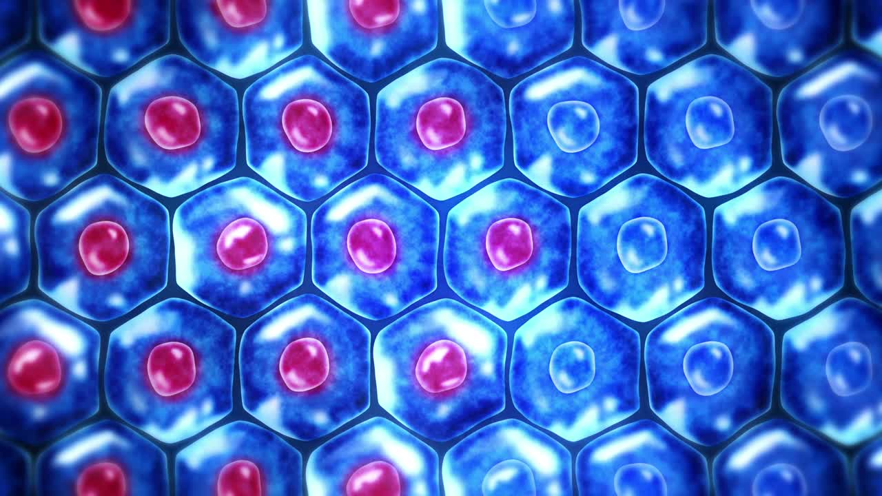 células de la piel humana. cada célula con membrana. terapia celular. tratamiento de enfermedades. núcleo y vacuola. regeneración. animación de bucle.