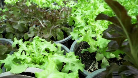 camera slides to the right revealing lettuce plants potted ready to be harvested as green leafy vegetables growing in an indoor plantation