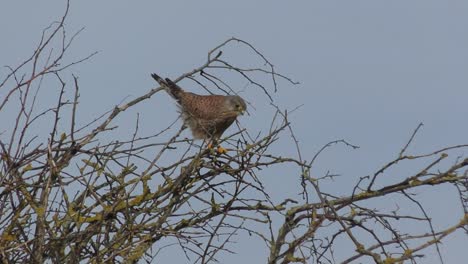 Kleiner-Falke-Oder-Falke,-Der-Sich-Auf-Einem-Ast-Bewegt