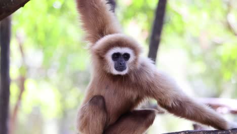 gibbon sitting on branch, observing surroundings