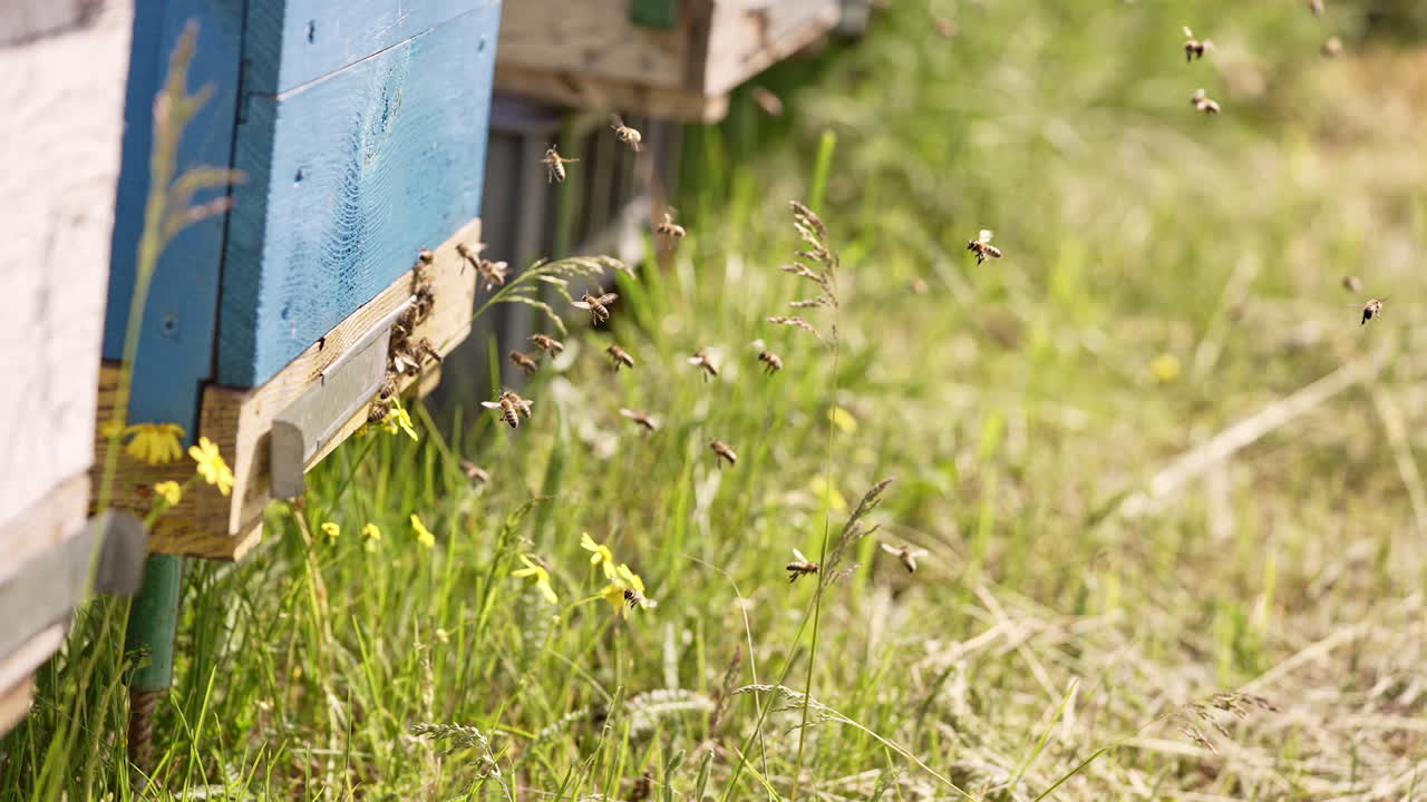 Working bees fly up to the hive and hover in front of entering slot. Wooden bee hives outdoors on sunny summer day.