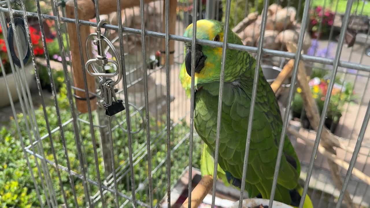 A budgie bird in a cage in Cape Town, South Africa
