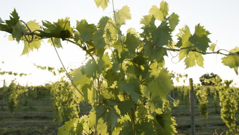 Aufnahmen-Von-Weinreben-Zum-Sonnenaufgang-In-Einem-Weinberg