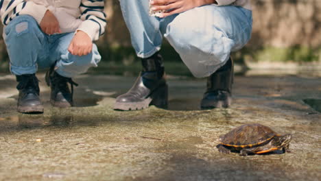 woman showing turtle daughter in sunny park closeup. family find reptile