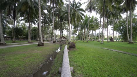 pov walk on coconut trunk