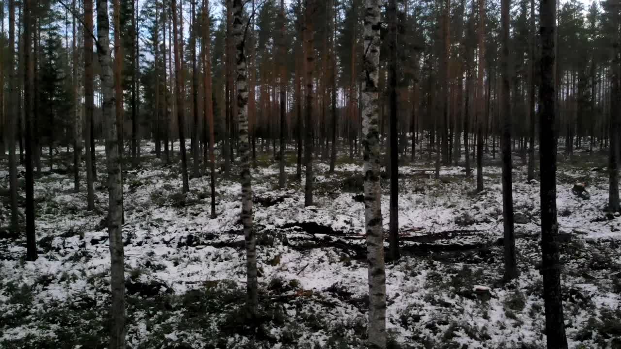 Lumisen talven metsä