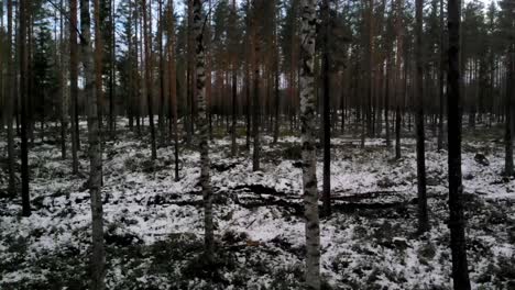 bosque nevado de invierno