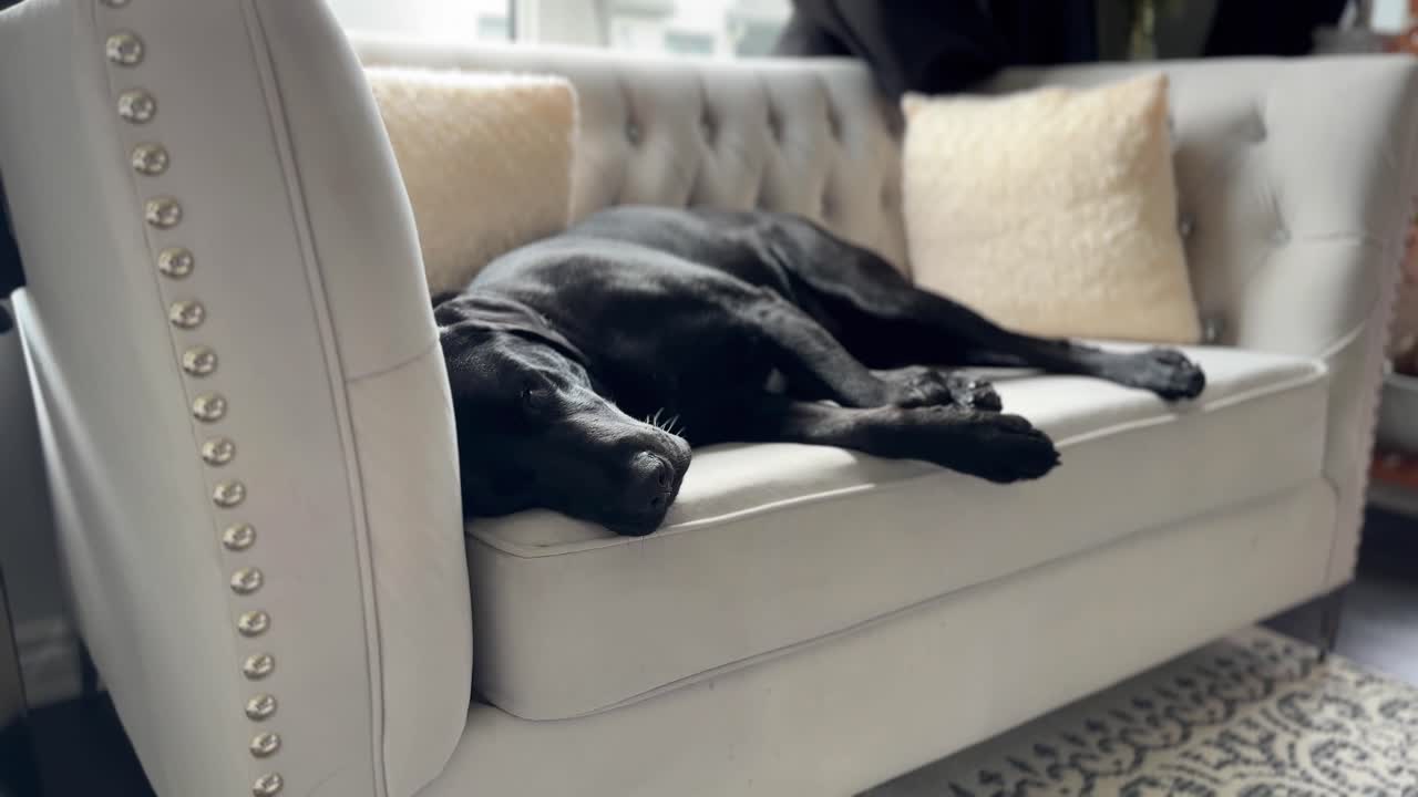 검은 라브라도르 개 가 크림 소파 에서 잠을 자고 있다