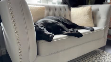 black labrador dog sleeping on a cream couch