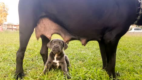 cane corso baby drinking milk from their mother. a cute moment.