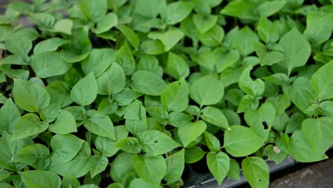 Fresh-Green-Sweet-Basil-Leaves,-Close-Up