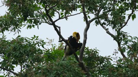 Camra-zooms-out-revealing-this-bird-in-between-branches-as-it-preens-itself,-Great-Hornbill-Buceros-bicornis,-Thailand