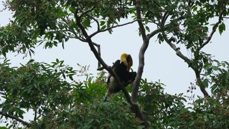 camra se aleja revelando este pájaro entre las ramas mientras se arregla, el gran buceros bicornis, tailandia
